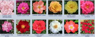 easy roses to grow the old farmer s