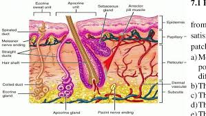 structure of human skin 15 there is