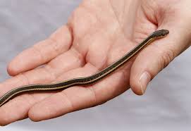 are garter snakes good pets an honest