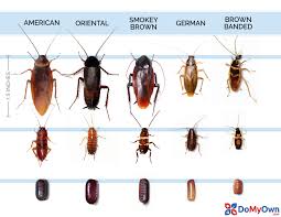What Does A Cockroach Look Like Roach Identification Guide