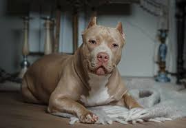 9 Things You Should Know About The American Bully Animalso