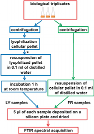 Flow Diagram Of The Experimental Procedure Used The