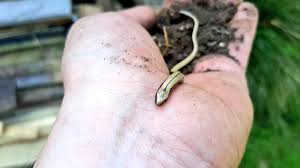 slow worms in the garden
