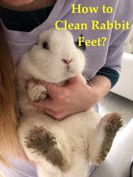 how to clean rabbits feet fur eyes