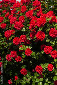 Foto De Bright Red Roses With Buds On A