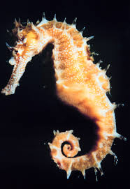 Seahorse Wikipedia
