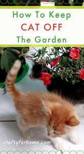 Ways To Keep Cats Off The Garden
