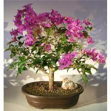 flowering bougainvillea bonsai