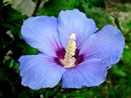 Check spelling or type a new query. Stunning Types Of Blue Flowers With Pictures And Names