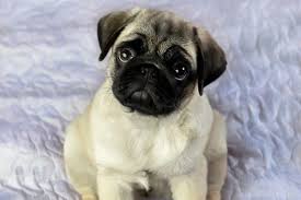 7 adorable pug mi breed facts 2024