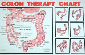 My Body Electric Hebert Wellness Colon Hydrotherapy
