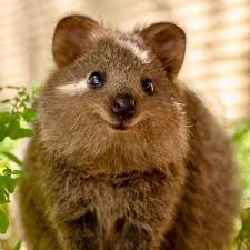 Check out our quokka selection for the very best in unique or custom, handmade pieces from our shops. Photos This Wildlife Photographer S Love For Quokka Has Made The Animal An Instgaram Famous Star