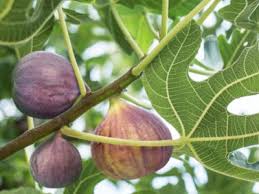 How And When To Plant Fig Trees
