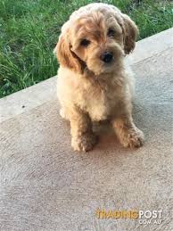 If you are looking for cavachon puppies, affordable pup has a great selection of gorgeous cavachon pups for sale. Toy Cavoodle Puppies For Sale In West Melbourne Vic Toy Cavoodle Puppies Cute Puppy Breeds Puppies Cavapoo Puppies