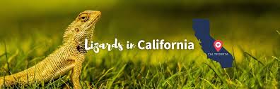 36 species of lizards in california id