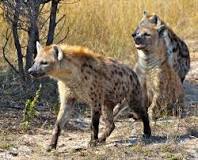 what-is-a-group-of-hyenas-called
