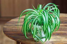 Indoor Air Purifying Plants In Hindi
