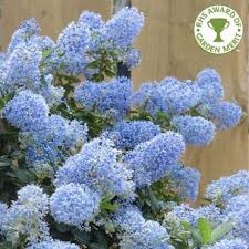 Flowering Trees For Small Gardens And