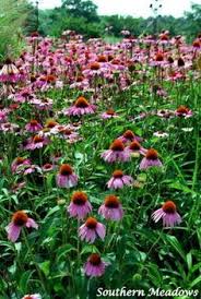 This is a significant number, but yet these are just some of the 275 different species. 58 Illinois Prairie Ideas Prairie Plants Native Plants
