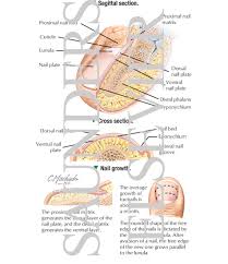 anatomy of the toenail