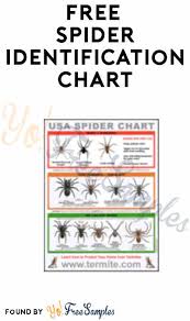 Free Spider Identification Chart Yo Free Samples