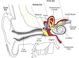 Inner Ear Diagram Labeled Ea4ab86242585b6f801a80f4964d51dd