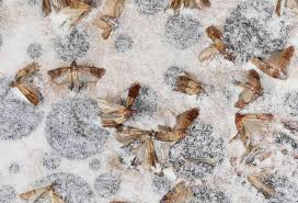 pantry pests indianmeal moths in food