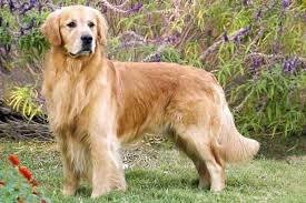 top pet s for golden retriever dog