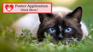 Makes a great gift for a cat owner, cat foster mom, veterinarian office, siamese cat rescue office, etc. Foster Info
