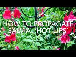 how to propagate salvia hot lips