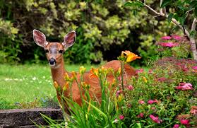 This has been a banner year for rabbit complaints at the the flowers are high in pollen and nectar and will draw all types of pollinators while repelling any rabbits and deer with its pungent foliage if eaten. How Do I Keep Deer And Rabbits From Eating My Plants Westlake Ace Hardware