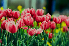 pink tulips wallpaper 4k flower garden