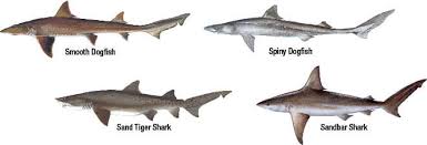 Marine Species Identification New Jersey Saltwater Fishing