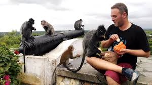 Public feeding monkeys at bukit malawati in kuala selangor. Bukit Melawati Kuala Selangor Destimap Destinations On Map