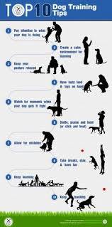 65 Best Dog Training Tips Images In 2019 Dog Training Tips