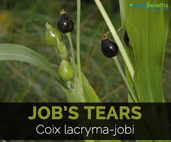 job s tears facts and health benefits