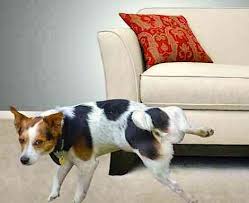 your dog from marking in your house