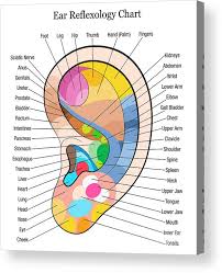 Ear Reflexology Chart Description White Acrylic Print
