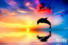 sunset dolphin jumping stock photo
