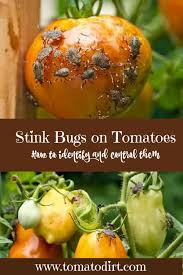 Stink Bugs How To Identify And Control