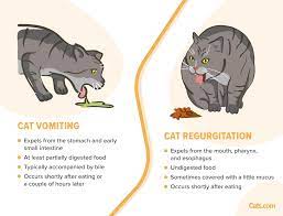 regurgitation in cats causes symptoms