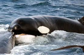 Video: la brutal y sanguinaria pelea entre una ballena y un grupo de orcas  - LA NACION