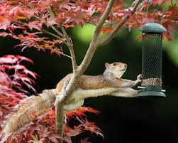 How to keep squirrels out of potted plants |