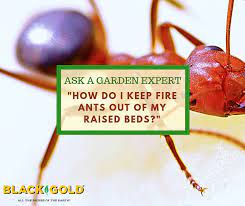 Fire Ants Out Of My Raised Beds