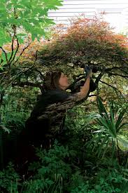 learn to prune anese maples