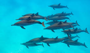 why do dolphins follow boats sea paradise
