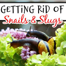 how to get rid of snails backyard