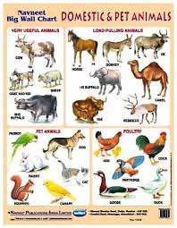 Navneet Big Wall Chart Domestic And Pet Animals English