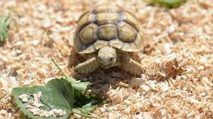 5 Best Substrate Options For Sulcata