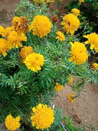 yellow marigolds 50pcs of seeds flowers
